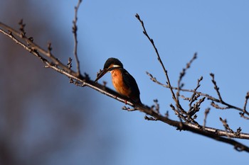 Common Kingfisher 井ノ頭公園 Fri, 1/4/2019