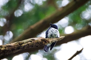 Blue-and-white Flycatcher 福岡県 Tue, 5/7/2024