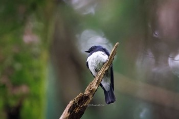 Blue-and-white Flycatcher 福岡県 Tue, 5/7/2024