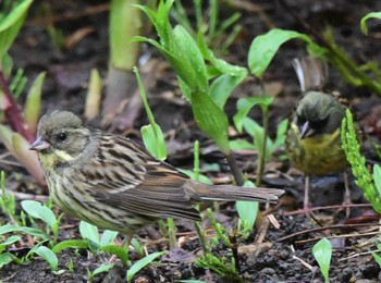 Masked Bunting 札幌市南区 自宅の庭 Tue, 5/7/2024