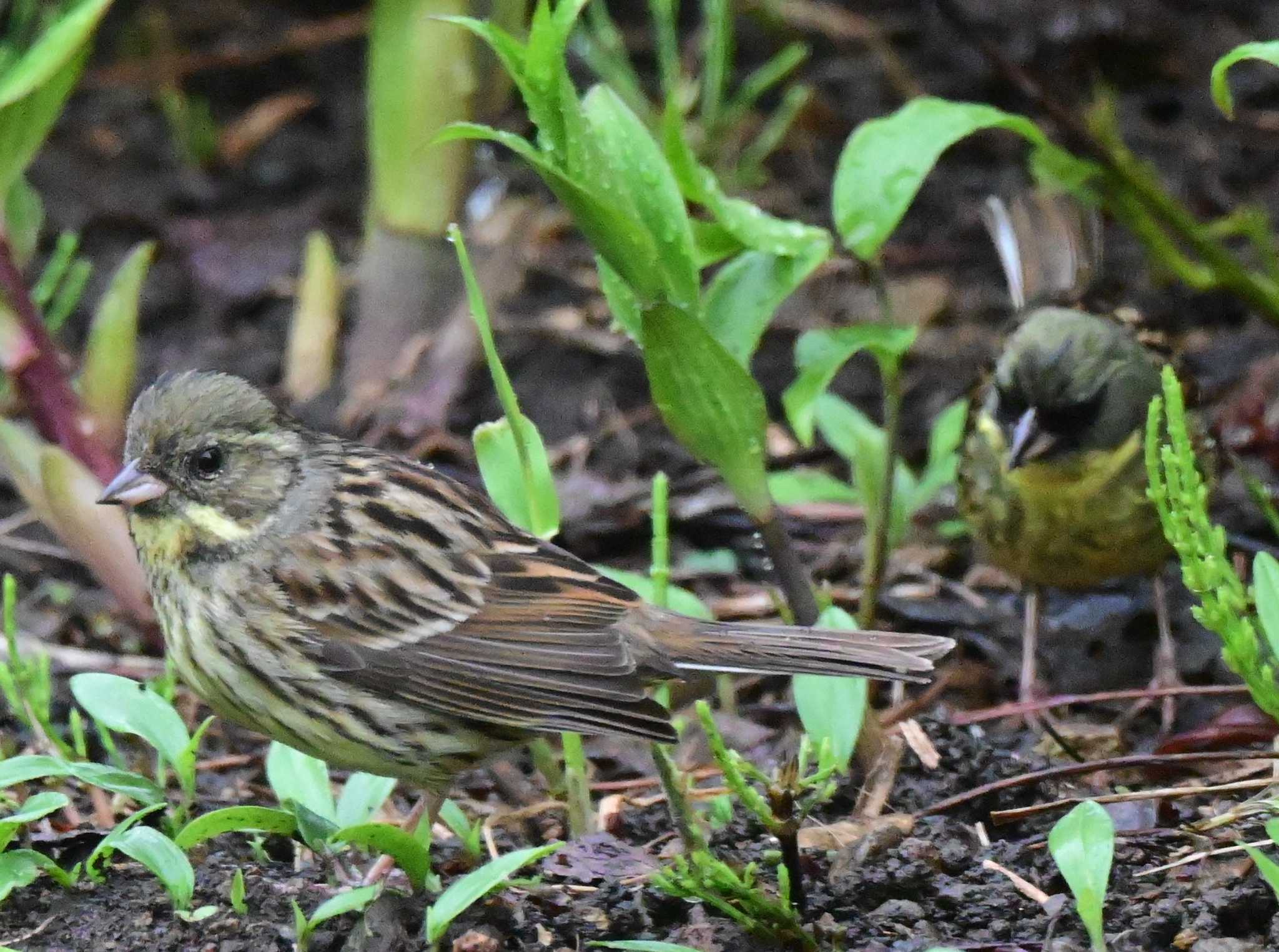Photo of Masked Bunting at 札幌市南区 自宅の庭 by 青カエル🐸