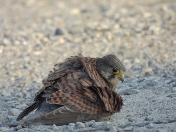 Common Kestrel 大阪府南河内郡 Sat, 5/4/2024