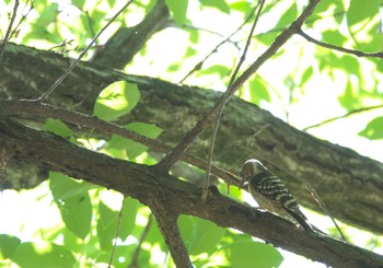 Japanese Pygmy Woodpecker 神代植物公園 Sun, 5/5/2024