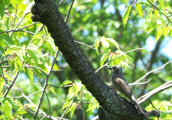 Brown-eared Bulbul 神代植物公園 Sun, 5/5/2024