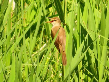 Oriental Reed Warbler 大根川 Sun, 5/5/2024