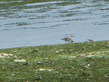 Pacific Golden Plover Yatsu-higata Sun, 5/5/2024