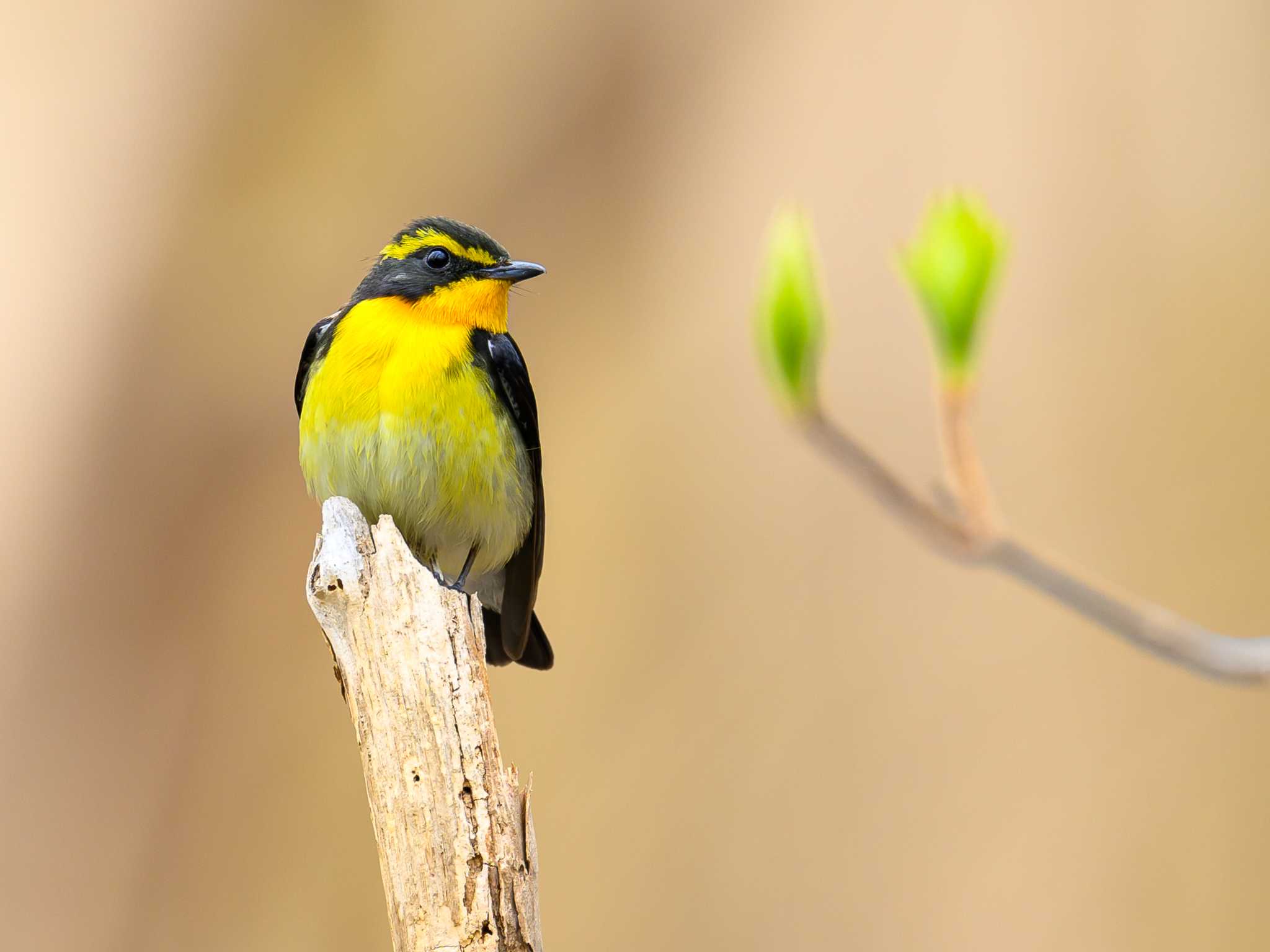 Photo of Narcissus Flycatcher at Nishioka Park by North* Star*