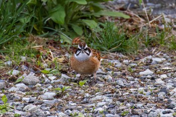 Meadow Bunting 中軽井沢 Sun, 4/28/2024