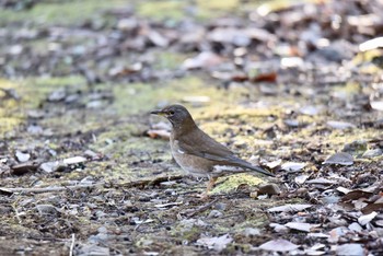 Pale Thrush 井ノ頭公園 Fri, 1/4/2019