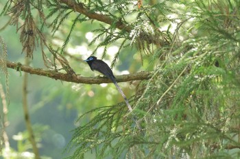 Black Paradise Flycatcher 八王寺城跡公園 Sun, 5/5/2024