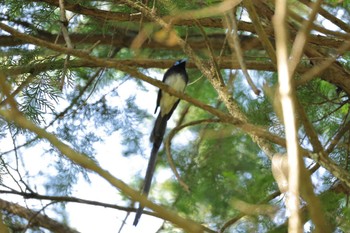 Black Paradise Flycatcher 八王寺城跡公園 Sun, 5/5/2024