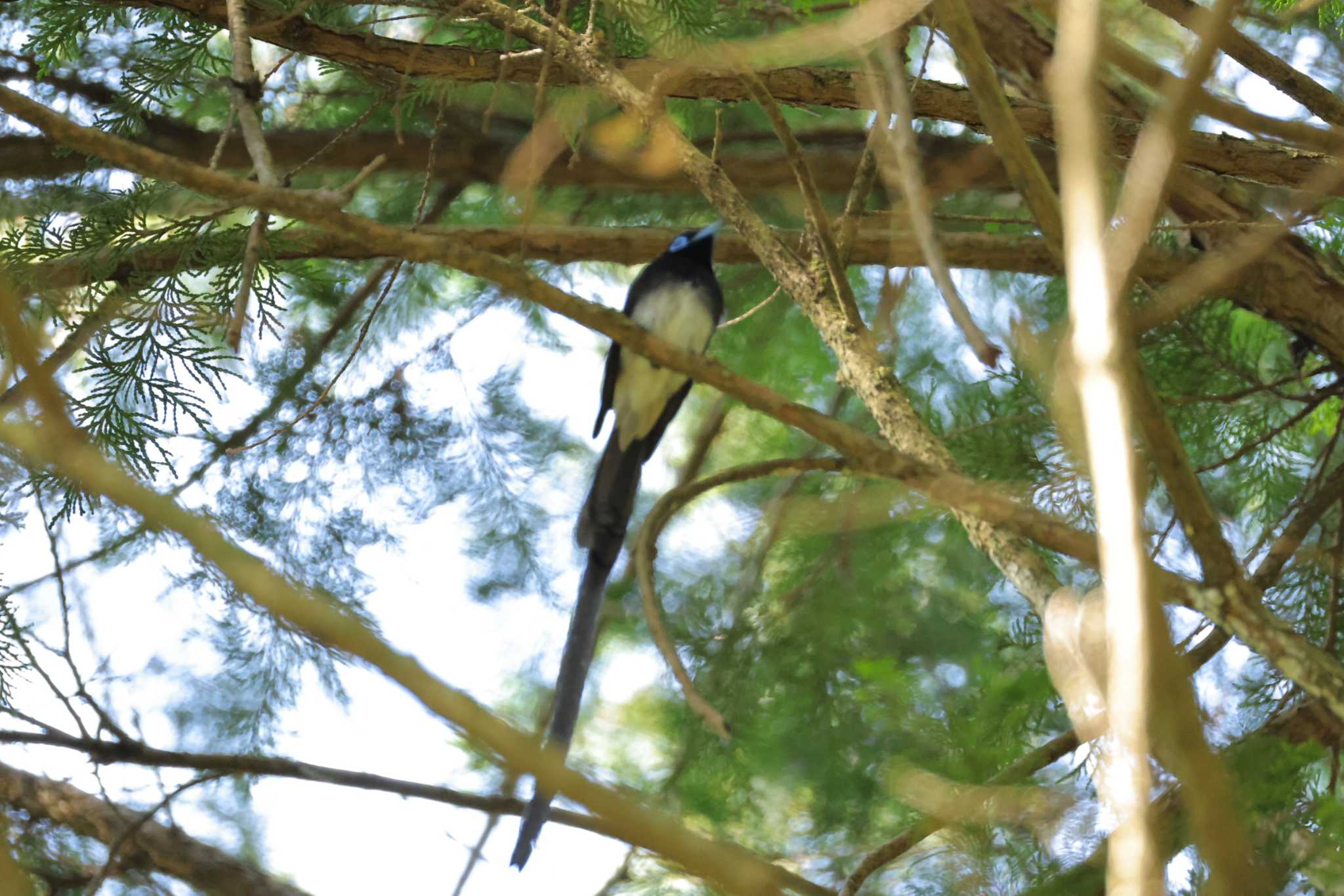 Black Paradise Flycatcher