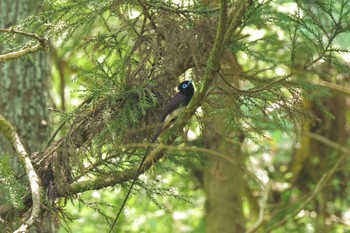 Black Paradise Flycatcher 八王寺城跡公園 Sun, 5/5/2024