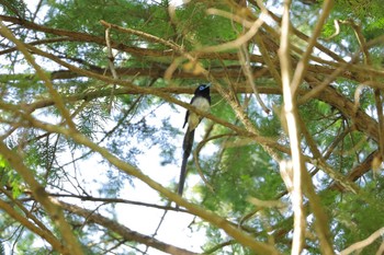 Black Paradise Flycatcher 八王寺城跡公園 Sun, 5/5/2024