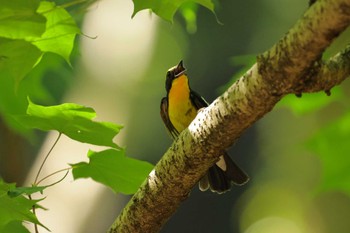 Narcissus Flycatcher 八王寺城跡公園 Sun, 5/5/2024