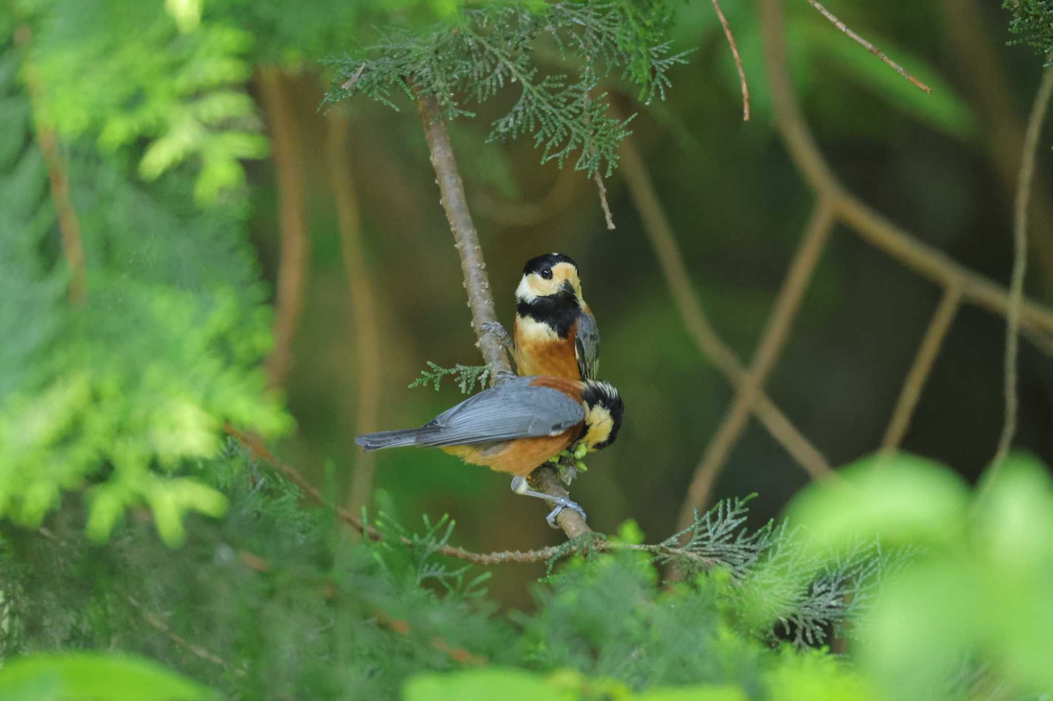 Varied Tit