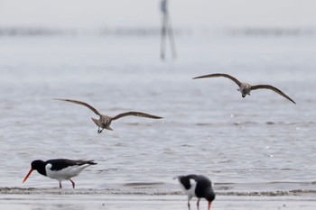 チュウシャクシギ ふなばし三番瀬海浜公園 2024年4月20日(土)