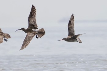 2024年4月20日(土) ふなばし三番瀬海浜公園の野鳥観察記録