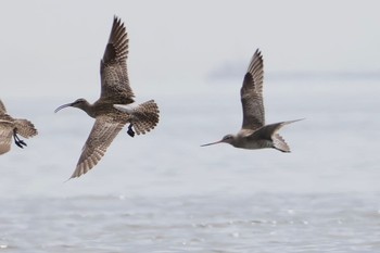 チュウシャクシギ ふなばし三番瀬海浜公園 2024年4月20日(土)