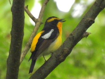 2024年5月7日(火) 京都御苑の野鳥観察記録