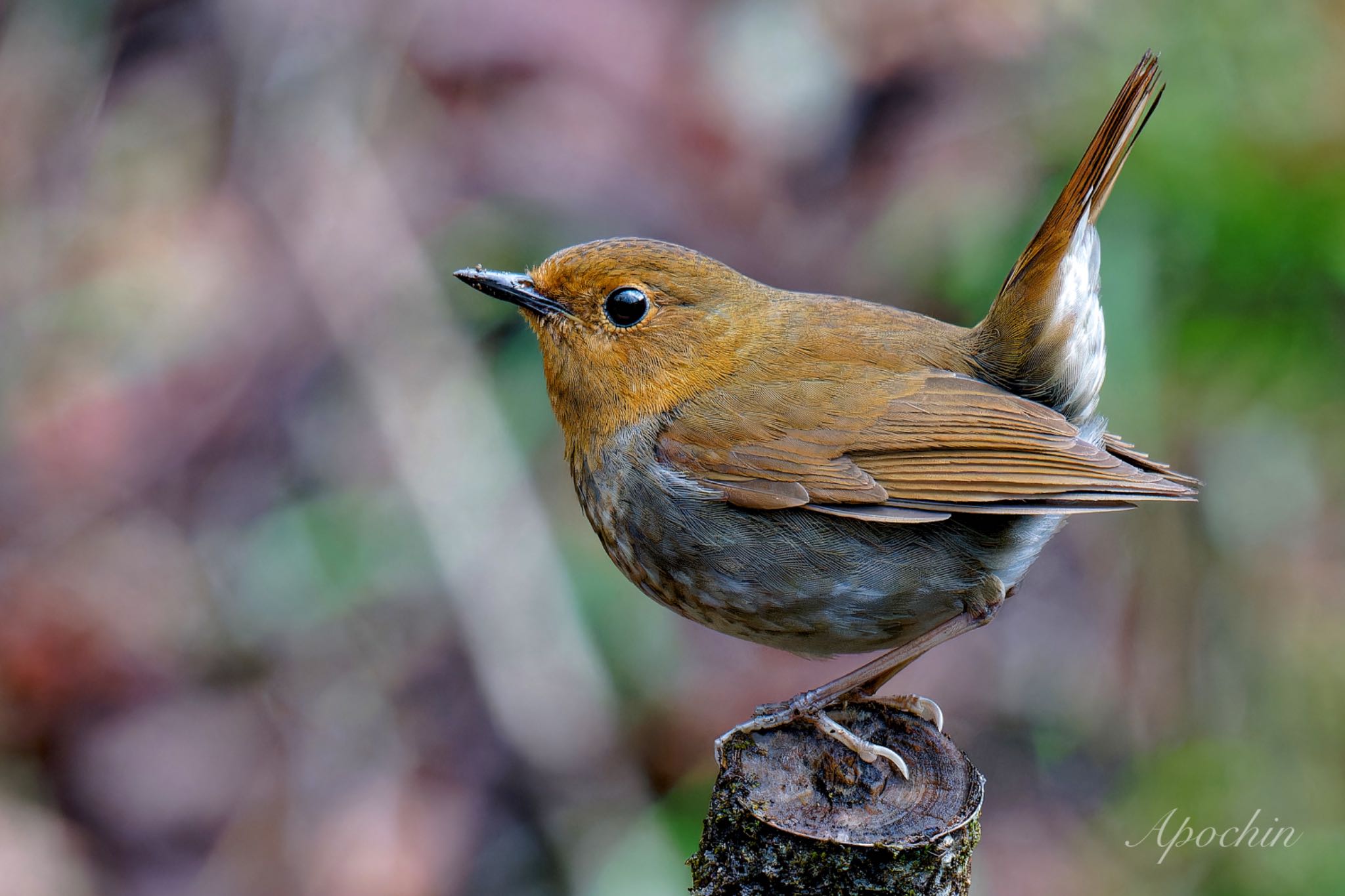 Photo of Japanese Robin at 大蔵高丸 by アポちん