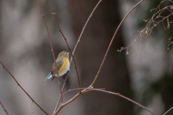 Red-flanked Bluetail 市民鹿島台いこいの森 Fri, 1/4/2019