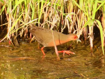 Ruddy-breasted Crake 大根川 Sun, 5/5/2024