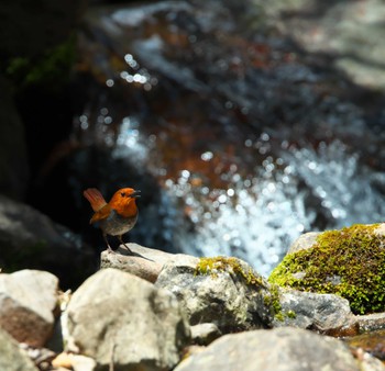 Japanese Robin 山梨県 Fri, 5/3/2024