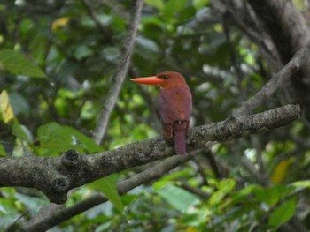 Ruddy Kingfisher(bangsi) Ishigaki Island Sat, 5/4/2024