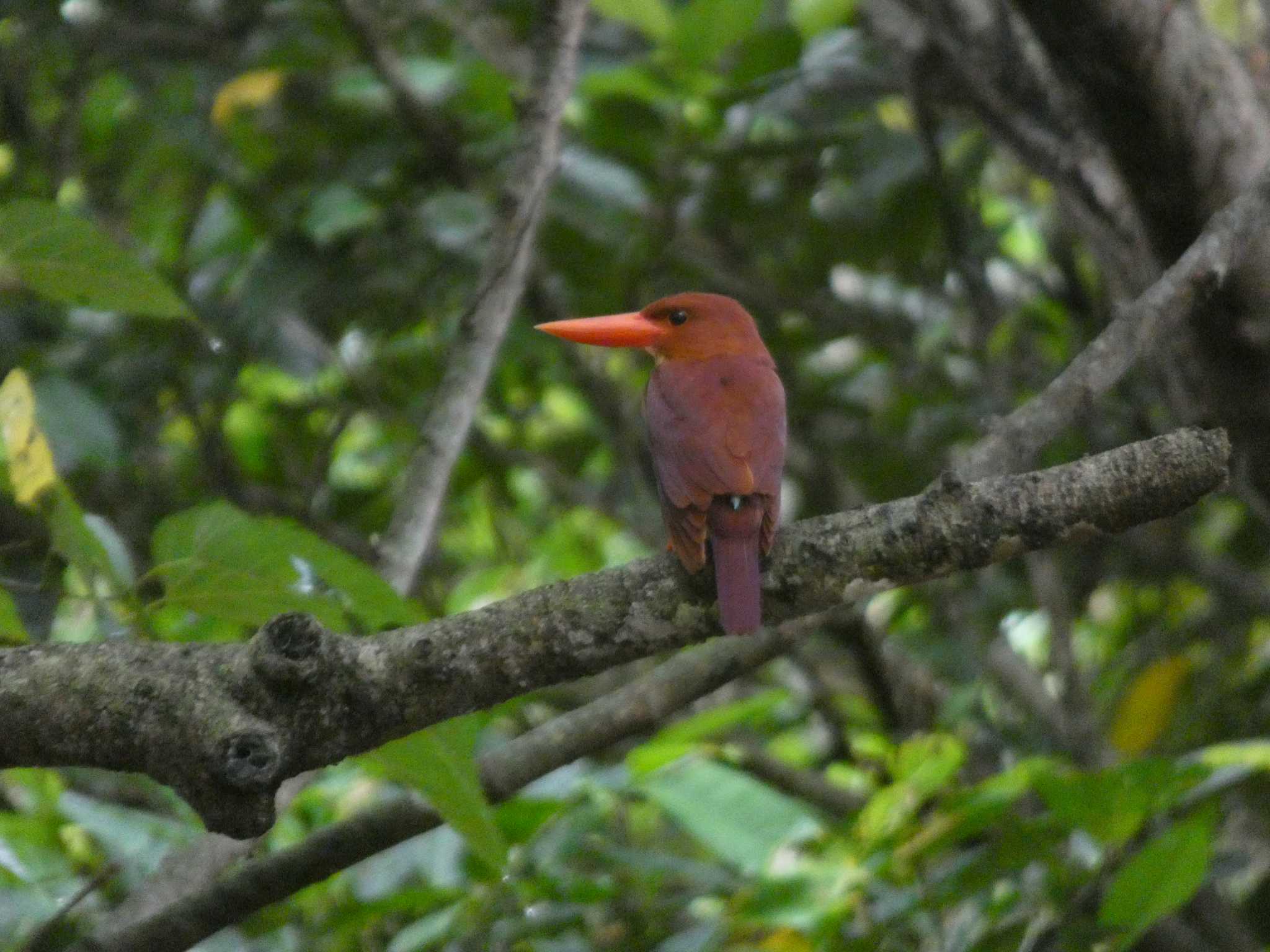 Photo of Ruddy Kingfisher(bangsi) at Ishigaki Island by 頭黒鴎