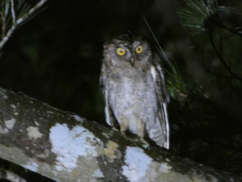 Ryukyu Scops Owl Ishigaki Island Sat, 5/4/2024