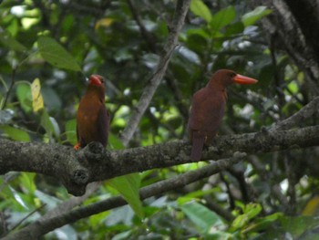 Ruddy Kingfisher(bangsi) Ishigaki Island Sat, 5/4/2024