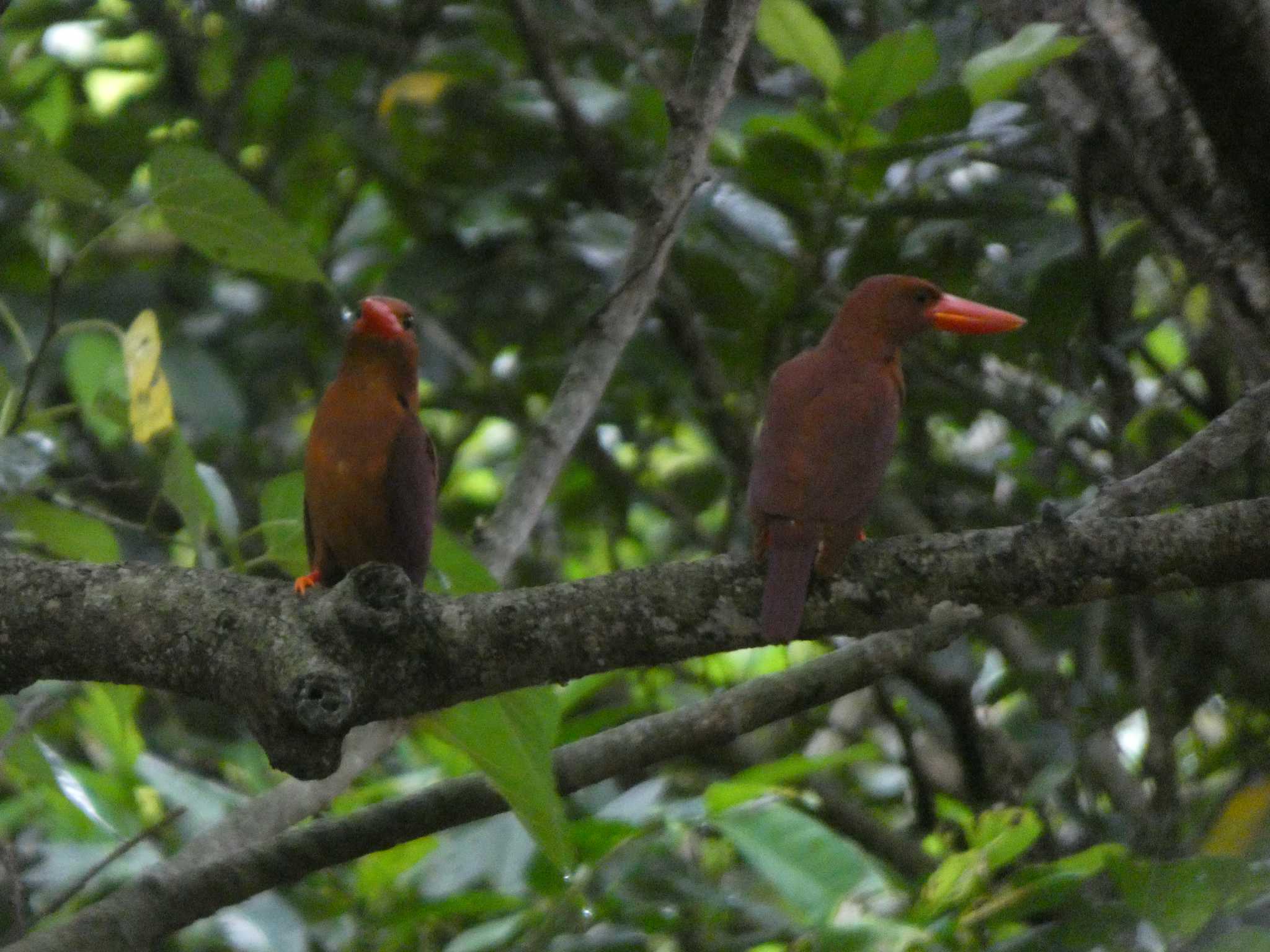 Photo of Ruddy Kingfisher(bangsi) at Ishigaki Island by 頭黒鴎