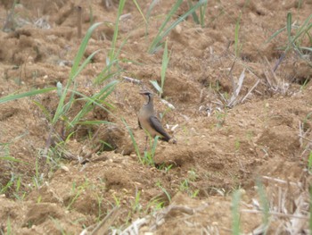 Oriental Pratincole Ishigaki Island Sat, 5/4/2024