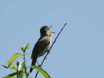 Oriental Reed Warbler 多摩川下流 Sat, 5/4/2024