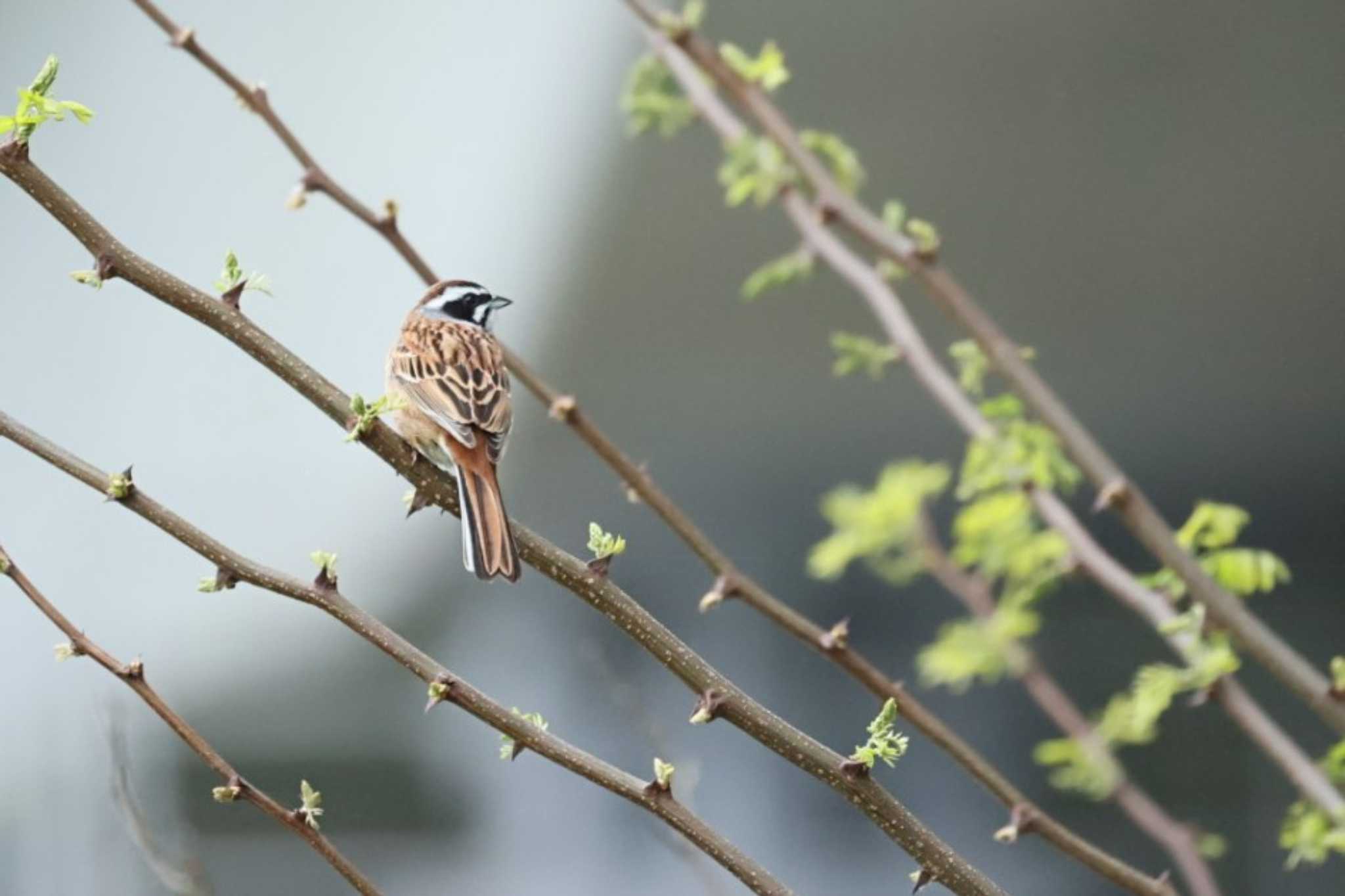 Meadow Bunting