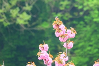 ホオジロ 長野県上伊那 2024年4月27日(土)