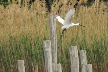 2024年4月26日(金) 葛西臨海公園の野鳥観察記録