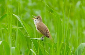 オオヨシキリ 恩智川治水緑地 2024年5月7日(火)