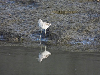 Common Greenshank 土留木川河口(東海市) Thu, 5/2/2024