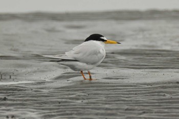 Little Tern Sambanze Tideland Fri, 4/26/2024