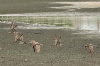 チュウシャクシギ ふなばし三番瀬海浜公園 2024年4月26日(金)