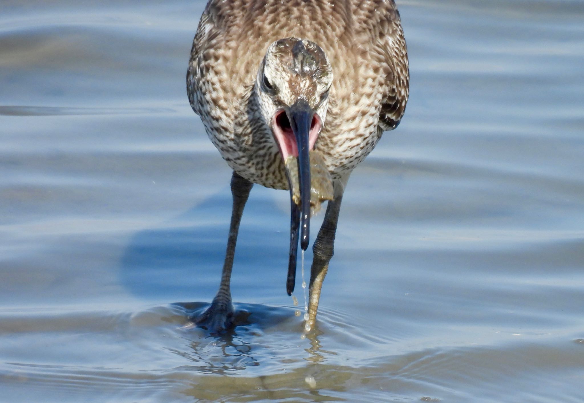 Eurasian Whimbrel