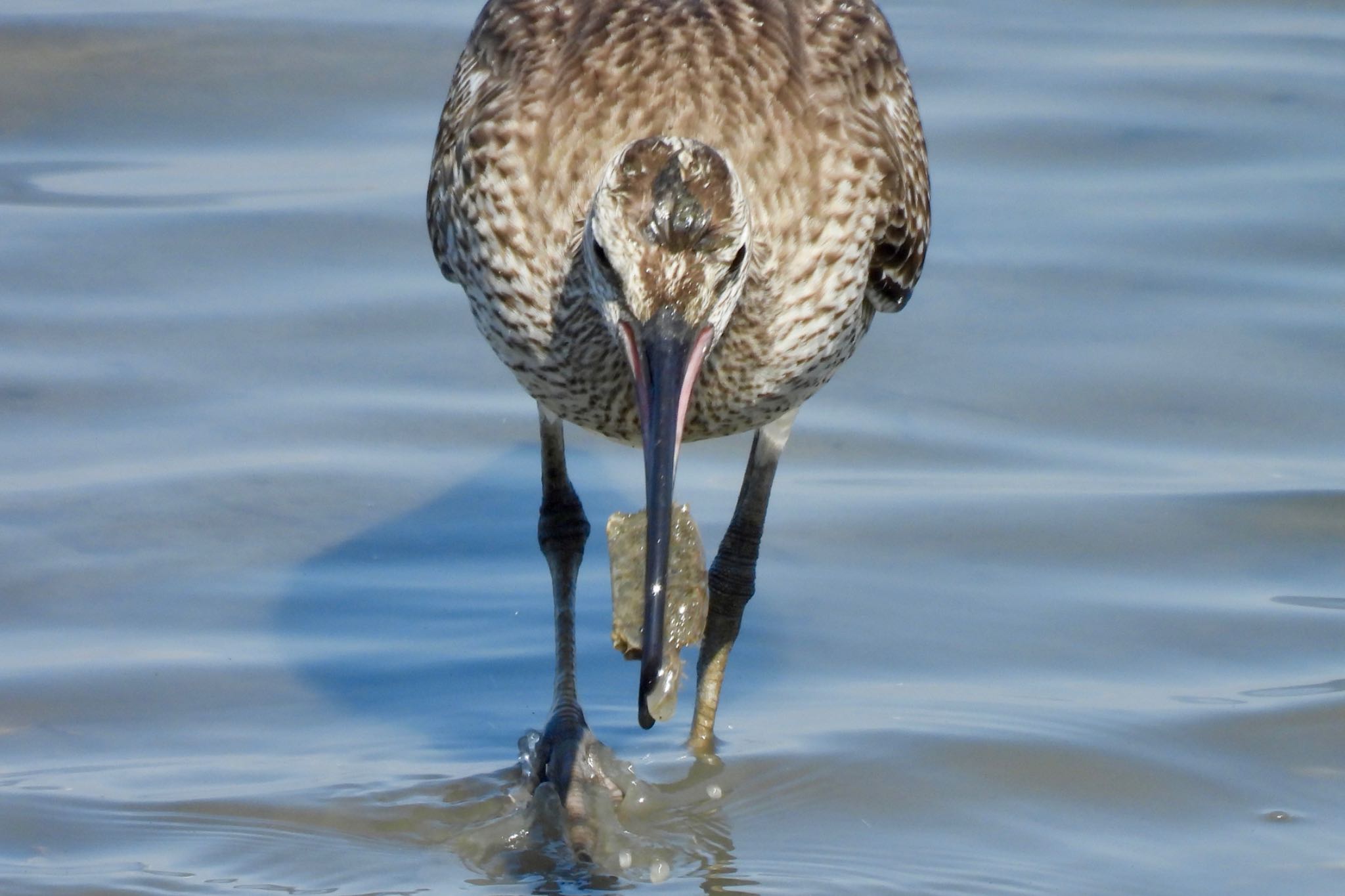 Eurasian Whimbrel