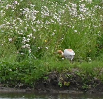 Eastern Cattle Egret 大久保農耕地 Tue, 5/7/2024