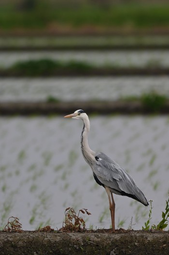 Grey Heron 大久保農耕地 Tue, 5/7/2024