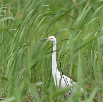 チュウサギ 大久保農耕地 2024年5月7日(火)