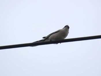 Azure-winged Magpie さいたま市 Mon, 5/6/2024