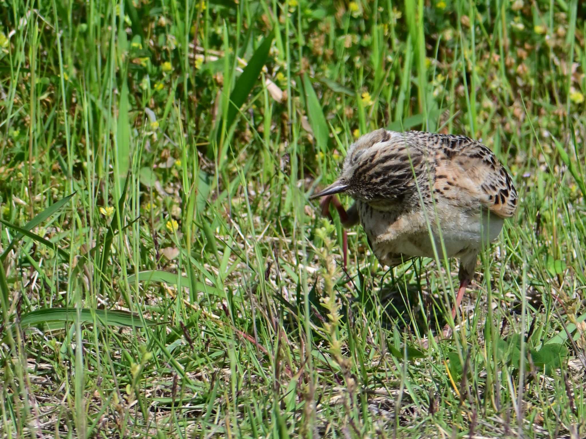 Eurasian Skylark