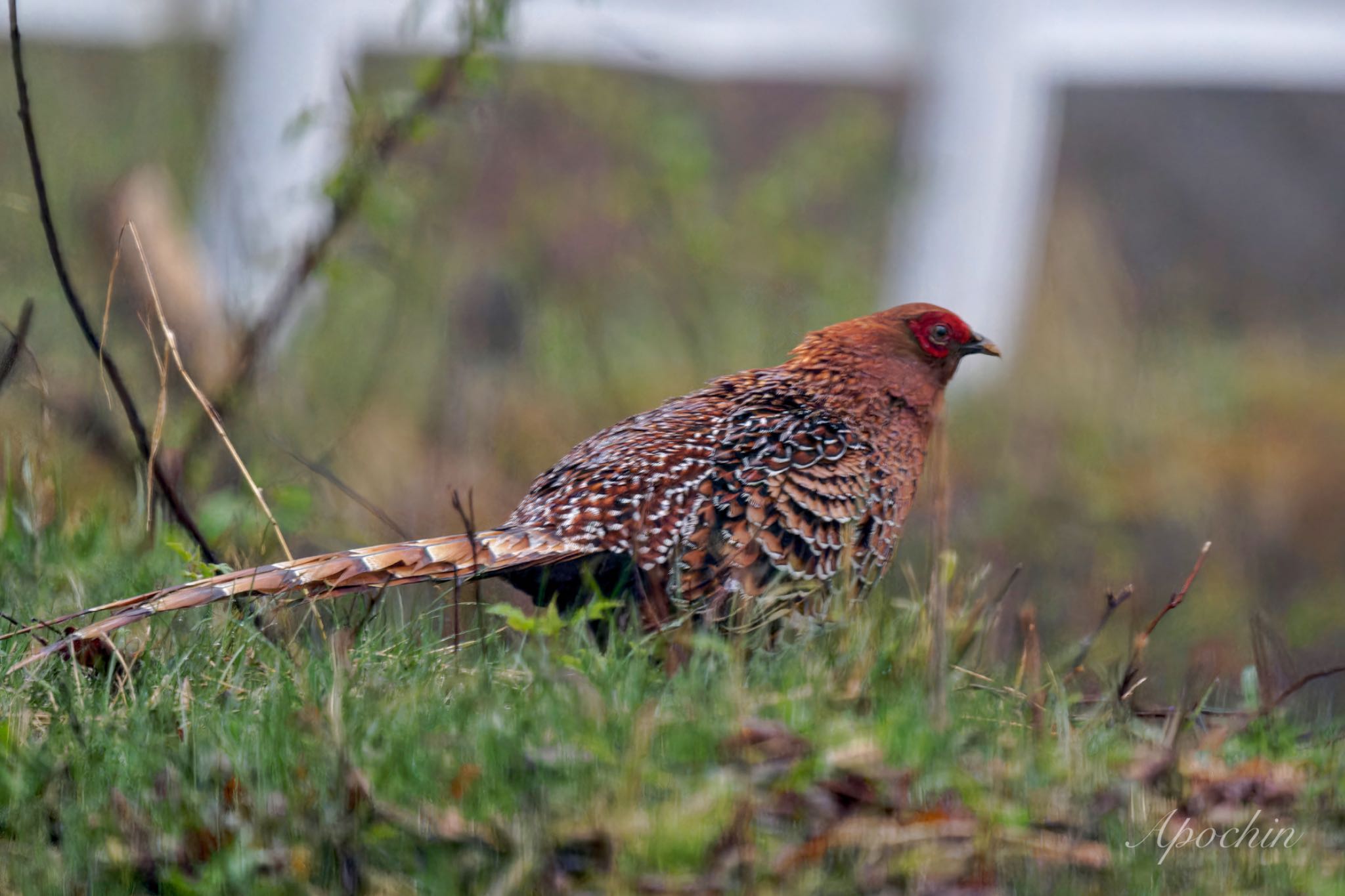 Photo of Copper Pheasant at 大蔵高丸 by アポちん